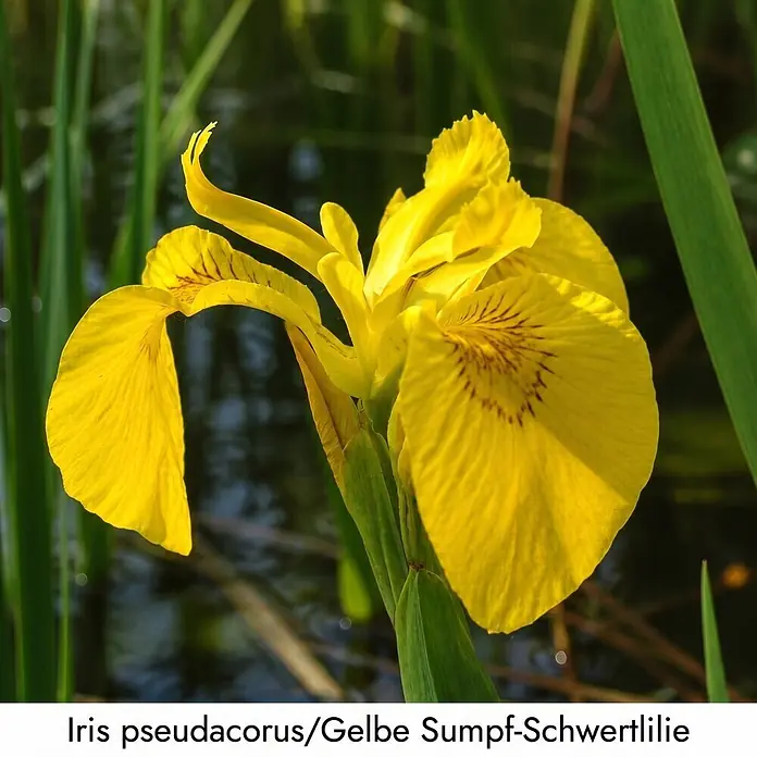 Piardino Wasserpflanzen-Set Reinigungshelden - 5 -tlg., Acorus calamus, Iris pseudacorus, Juncus inflexus, Phragmites australis, Typha angustifolia - Gelbe Sumpf-Schwertlilie mit braunen Zeichnungen, in ihrem Feuchtgebiet.