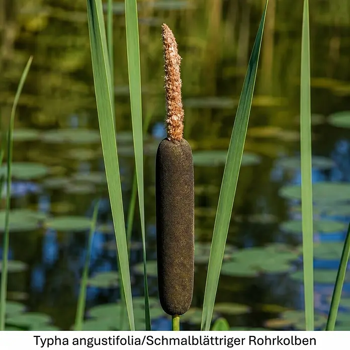 Piardino Wasserpflanzen-Set Reinigungshelden - 5 -tlg., Acorus calamus, Iris pseudacorus, Juncus inflexus, Phragmites australis, Typha angustifolia - Eine Rohrkolbenpflanze (Typha angustifolia) mit einem dunkelbraunen, zylindrischen Fruchtstand und flauschiger Spitze, umgeben von grünen Blättern im Wasser.