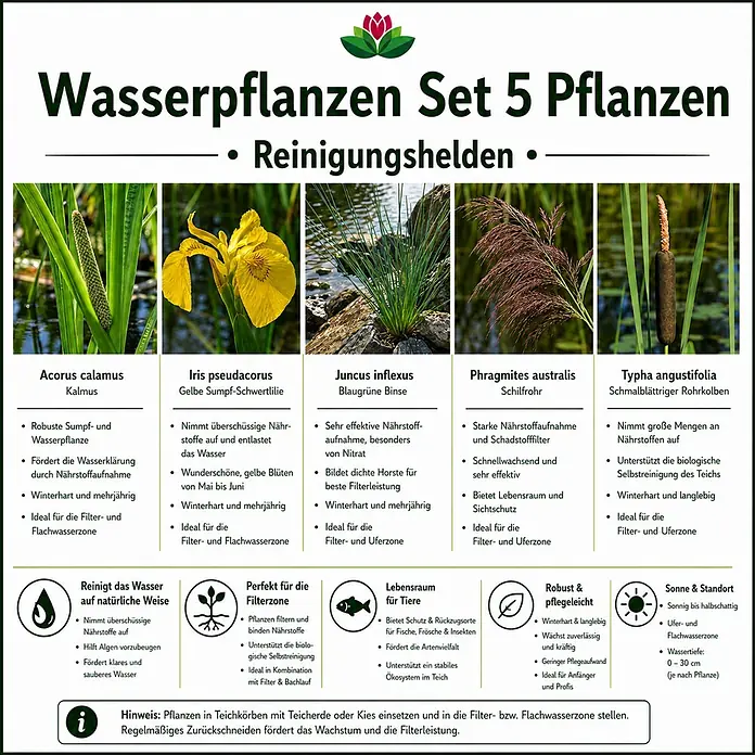 Piardino Wasserpflanzen-Set Reinigungshelden - 5 -tlg., Acorus calamus, Iris pseudacorus, Juncus inflexus, Phragmites australis, Typha angustifolia - Set aus 5 Wasserpflanzen mit Bildern und Text zu ihren reinigenden, filternden Eigenschaften und als Lebensraum.