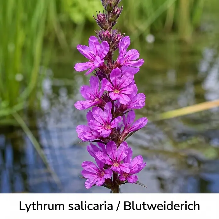 Piardino Wasserpflanzen-Set Uferzauber - Eriophorum angustifolium, Lychnis flos-cuculi Nana, Lythrum salicaria, Mimulus luteus Grandiflora, Schizostylis coccinea Major, 5 Stk. - Langer Stängel mit leuchtend purpurfarbenen Blüten des Blutweiderichs (Lythrum salicaria) mit kleinen gelben Zentren, am Wasser wachsend.