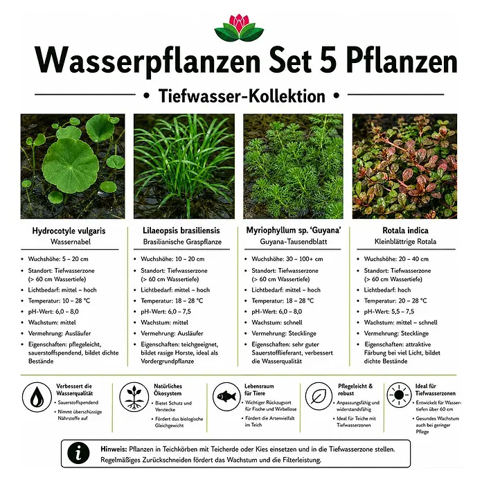 Piardino Wasserpflanzen-Set Sauerstoff-Kollektion - 5 -tlg., Hydrocotyle vulgaris, Lilaeopsis brasiliensis, Myriophyllum sp. Guyana, Rotala indica - Set aus 5 Tiefwasserpflanzen, ideal für Teiche, fördert die Wasserqualität und ein gesundes Ökosystem.
