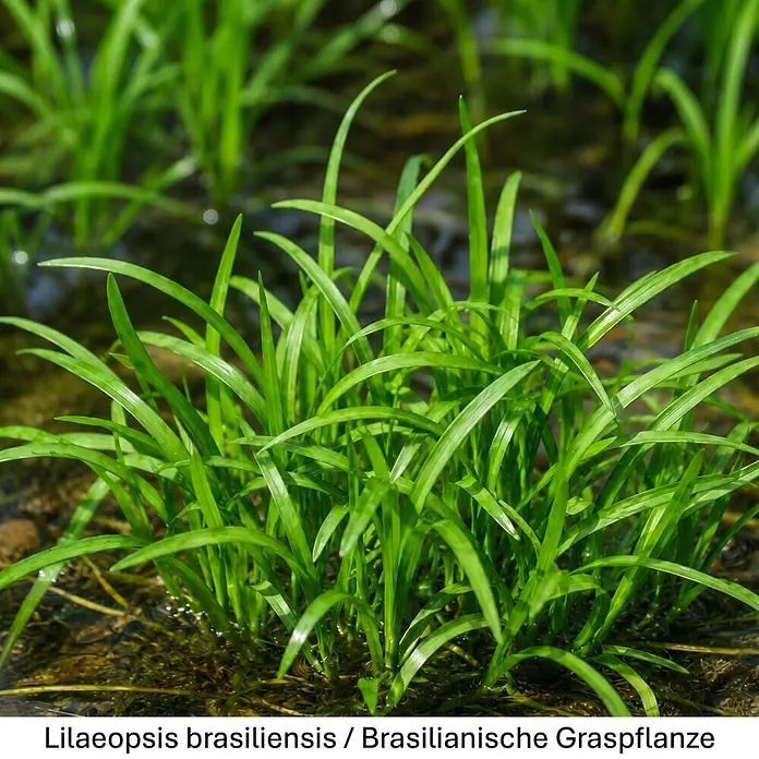Piardino Wasserpflanzen-Set Sauerstoff-Kollektion - 5 -tlg., Hydrocotyle vulgaris, Lilaeopsis brasiliensis, Myriophyllum sp. Guyana, Rotala indica - Leuchtend grüne, grasartige Lilaeopsis brasiliensis Aquarienpflanzen wachsen in flachem Wasser.