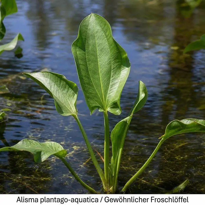 Piardino Wasserpflanzen-Set Flachwassermatrosen - 5 -tlg., Alisma plantago-aquatica, Butomus umbellatus, Geum rivale, Iris versicolor, Typha minima - Grüne, breitblättrige Wasserpflanze, Alisma plantago-aquatica, in klarem Wasser wachsend.
