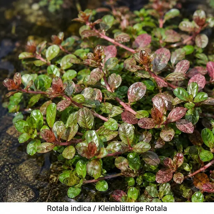 Piardino Wasserpflanzen-Set Sauerstoff-Kollektion - 5 -tlg., Hydrocotyle vulgaris, Lilaeopsis brasiliensis, Myriophyllum sp. Guyana, Rotala indica - Rotala indica Wasserpflanze mit grünen und rötlichen Blättern, teilweise in klarem Wasser.