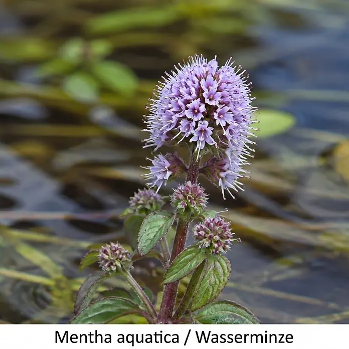 Piardino Wasserpflanzen-Set Sumpfschönheiten - 5 Stk., Caltha palustris, Geum rivale, Iris pseudacorus, Mentha aquatica, Myosotis palustris - Violette Wasserminzblüten und grüne Blätter, die aus verschwommenem Wasser ragen.
