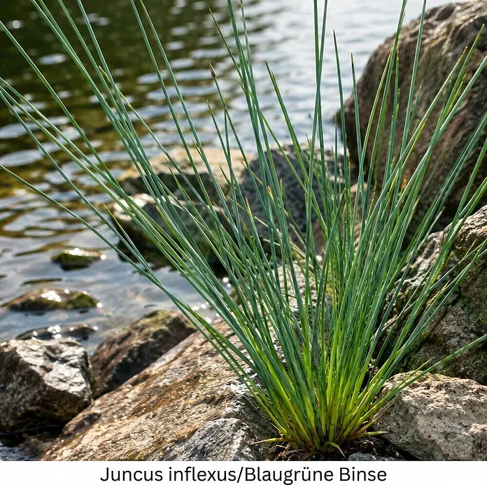 Piardino Wasserpflanzen-Set Reinigungshelden - 5 -tlg., Acorus calamus, Iris pseudacorus, Juncus inflexus, Phragmites australis, Typha angustifolia - Blaugrüne Binse mit schlanken Halmen, die in einem Büschel zwischen Felsen am Wasserrand wächst.