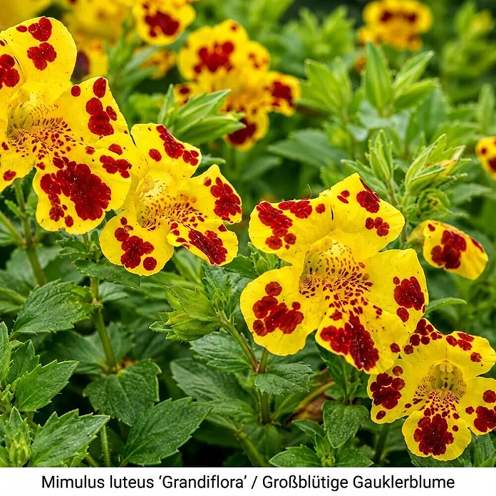 Piardino Wasserpflanzen-Set Uferzauber - Eriophorum angustifolium, Lychnis flos-cuculi Nana, Lythrum salicaria, Mimulus luteus Grandiflora, Schizostylis coccinea Major, 5 Stk. - Gelbe Mimulus 'Grandiflora' Blüten mit leuchtend roten Flecken, umgeben von grünem Laub.