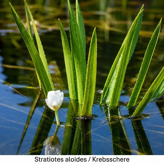 Piardino Wasserpflanzen-Set Schwimmprofis - 5 -tlg., Azolla mexicana, Lemna minor, Stratiotes aloides - Grüne Wasserschwertel-Pflanzen mit gezackten Blättern und einer weißen Blüte im Wasser.