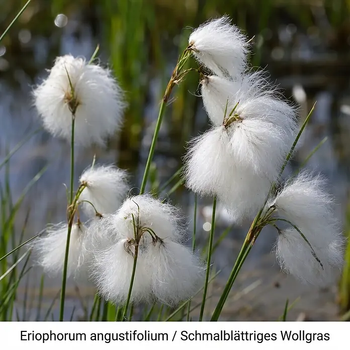 Piardino Wasserpflanzen-Set Uferzauber - Eriophorum angustifolium, Lychnis flos-cuculi Nana, Lythrum salicaria, Mimulus luteus Grandiflora, Schizostylis coccinea Major, 5 Stk. - Weiße, flaumige Blüten des Schmalblättrigen Wollgrases an schlanken Stielen in natürlicher Umgebung.