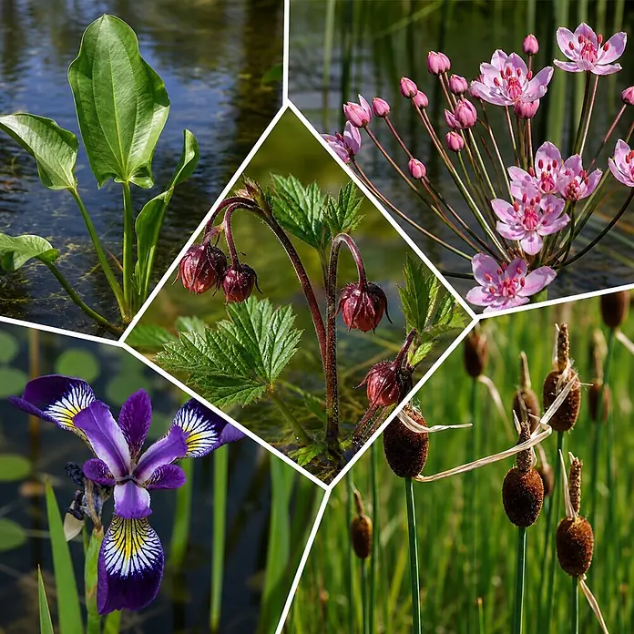 Piardino Wasserpflanzen-Set Flachwassermatrosen - 5 -tlg., Alisma plantago-aquatica, Butomus umbellatus, Geum rivale, Iris versicolor, Typha minima - Collage verschiedener Wasserpflanzen mit grünen Blättern, rosa und lila Blüten sowie braunen Rohrkolben.