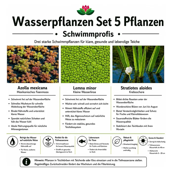 Piardino Wasserpflanzen-Set Schwimmprofis - 5 -tlg., Azolla mexicana, Lemna minor, Stratiotes aloides - Set aus drei Schwimmpflanzen: Azolla mexicana, Lemna minor, Stratiotes aloides, mit Beschreibungen ihrer Teichvorteile.