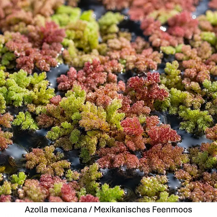 Piardino Wasserpflanzen-Set Schwimmprofis - 5 -tlg., Azolla mexicana, Lemna minor, Stratiotes aloides - Azolla mexicana, Mexikanisches Feenmoos, bildet einen lebendigen rot-grünen Teppich auf dem Wasser, mit kleinen strukturierten Blättern.