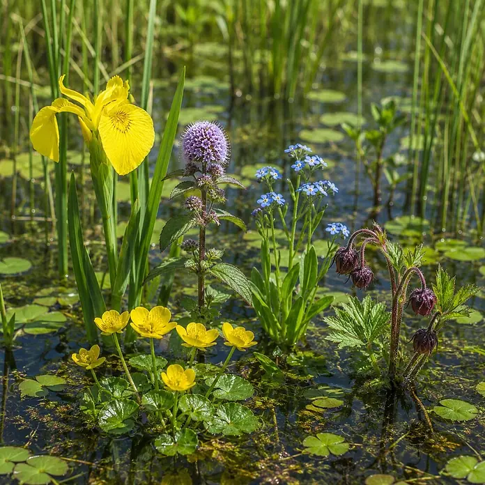 Piardino Wasserpflanzen-Set Sumpfschönheiten - 5 Stk., Caltha palustris, Geum rivale, Iris pseudacorus, Mentha aquatica, Myosotis palustris - Verschiedene farbenfrohe Wasserpflanzen, darunter gelbe Schwertlilien und blaue Vergissmeinnicht, die im Wasser wachsen.