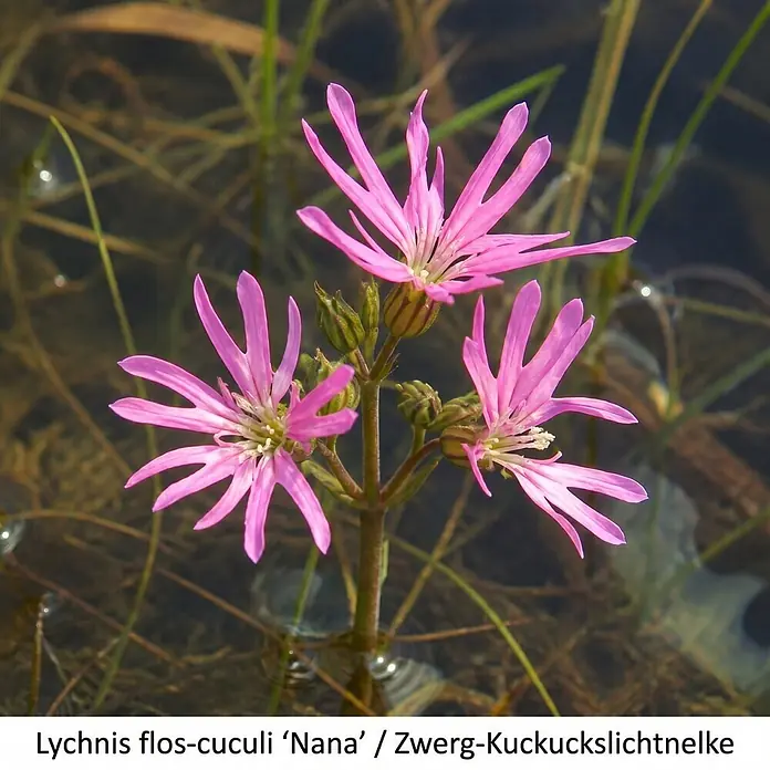 Piardino Wasserpflanzen-Set Uferzauber - Eriophorum angustifolium, Lychnis flos-cuculi Nana, Lythrum salicaria, Mimulus luteus Grandiflora, Schizostylis coccinea Major, 5 Stk. - Drei leuchtend pinke, sternförmige Lychnis flos-cuculi 'Nana' Blüten mit grünen Knospen, in seichtem Wasser zwischen Unterwassergräsern wachsend.