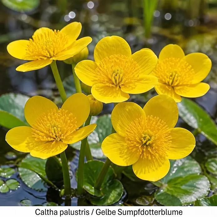 Piardino Wasserpflanzen-Set Sumpfschönheiten - 5 Stk., Caltha palustris, Geum rivale, Iris pseudacorus, Mentha aquatica, Myosotis palustris - Leuchtend gelbe Sumpfdotterblumen mit grünen Blättern im Wasser.
