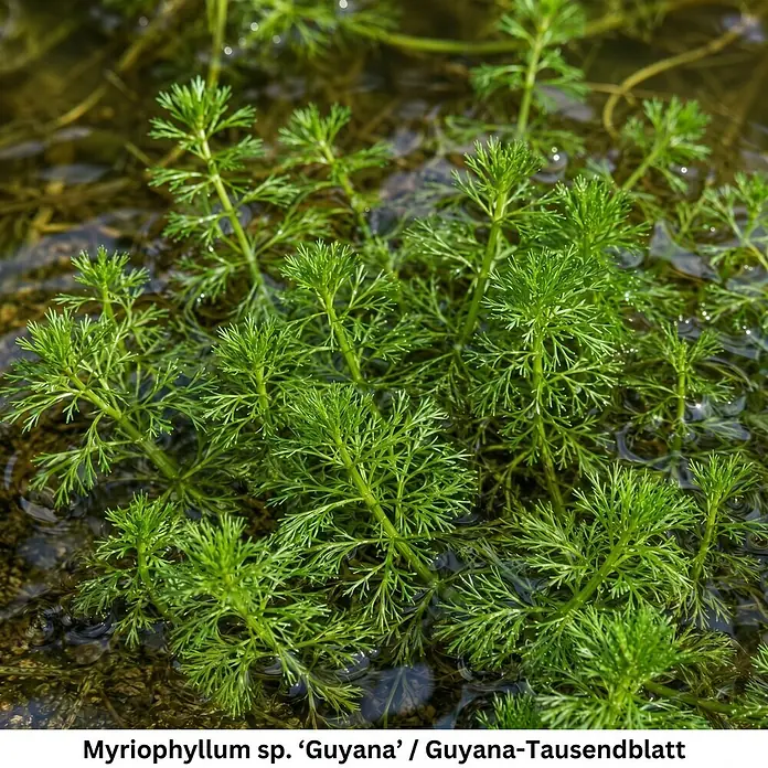 Piardino Wasserpflanzen-Set Sauerstoff-Kollektion - 5 -tlg., Hydrocotyle vulgaris, Lilaeopsis brasiliensis, Myriophyllum sp. Guyana, Rotala indica - Grüne, fiederblättrige Wasserpflanze Myriophyllum sp. 'Guyana', teilweise untergetaucht im Wasser wachsend.