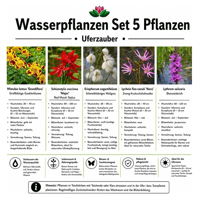 Piardino Wasserpflanzen-Set Uferzauber - Eriophorum angustifolium, Lychnis flos-cuculi Nana, Lythrum salicaria, Mimulus luteus Grandiflora, Schizostylis coccinea Major, 5 Stk. - Informationsgrafik für ein Set aus 5 verschiedenen Wasserpflanzen für Teich und Uferzone.