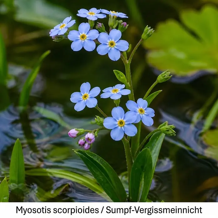 Piardino Wasserpflanzen-Set Sumpfschönheiten - 5 Stk., Caltha palustris, Geum rivale, Iris pseudacorus, Mentha aquatica, Myosotis palustris - Blaue Sumpf-Vergissmeinnicht-Blüten mit gelben Mitten, rosa Knospen und Blättern an grünem Stiel, am Wasser.