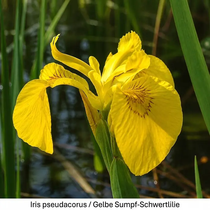Piardino Wasserpflanzen-Set Sumpfschönheiten - 5 Stk., Caltha palustris, Geum rivale, Iris pseudacorus, Mentha aquatica, Myosotis palustris - Leuchtend gelbe Schwertlilienblüte mit dunkelbraunen Streifen auf den Blütenblättern, in ihrer natürlichen Wasserrand-Umgebung.