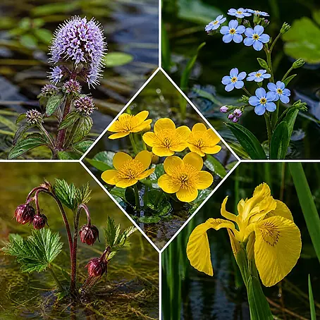 Piardino  Wasserpflanzen-Set Sumpfschönheiten