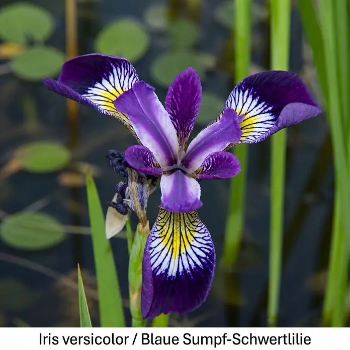 Piardino Wasserpflanzen-Set Flachwassermatrosen - 5 -tlg., Alisma plantago-aquatica, Butomus umbellatus, Geum rivale, Iris versicolor, Typha minima - Lila und gelbe Iris versicolor Blüte mit grünen Blättern, im Wasser mit verschwommenen Seerosen wachsend.