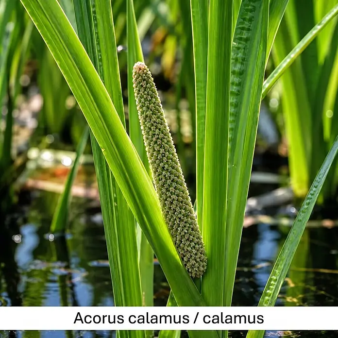 Piardino Wasserpflanzen-Set Reinigungshelden - 5 -tlg., Acorus calamus, Iris pseudacorus, Juncus inflexus, Phragmites australis, Typha angustifolia - Kalmuspflanze mit leuchtend grünen, schwertförmigen Blättern und einer markanten, texturierten grünlich-braunen Blütenähre im Wasser.