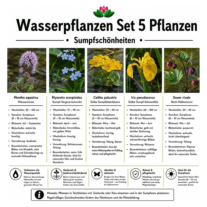 Piardino Wasserpflanzen-Set Sumpfschönheiten - 5 Stk., Caltha palustris, Geum rivale, Iris pseudacorus, Mentha aquatica, Myosotis palustris - Produktübersicht: Set von 5 verschiedenen Wasserpflanzen mit Bildern, Namen und detaillierten Beschreibungen.