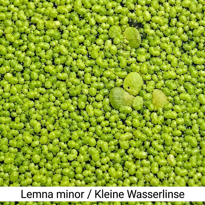 Piardino Wasserpflanzen-Set Schwimmprofis - 5 -tlg., Azolla mexicana, Lemna minor, Stratiotes aloides - Dichte Schicht kleiner grüner Wasserlinsen (Lemna minor) auf der Wasseroberfläche.
