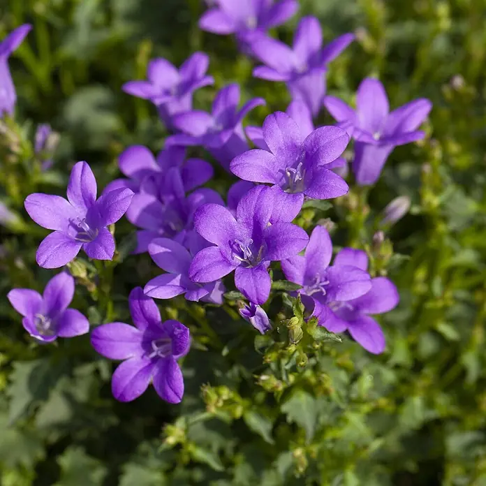 Piardino Glockenblume Ambella Purple - Campanula portenschlagiana - Nahaufnahme einer Gruppe kleiner, leuchtend violetter Glockenblumen mit fünf Blütenblättern.