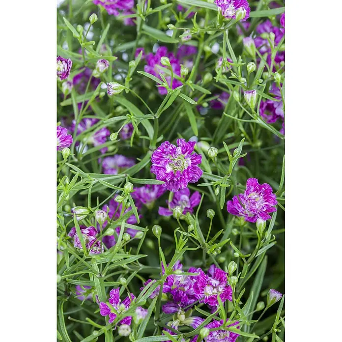 Piardino Stauden-Mix Sommerblütenzauber - Antirrhinum majus, Cosmea, Gypsophila muralis - Nahaufnahme leuchtend violetter Blüten mit weißen Zentren, umgeben von schlanken grünen Blättern und Knospen.
