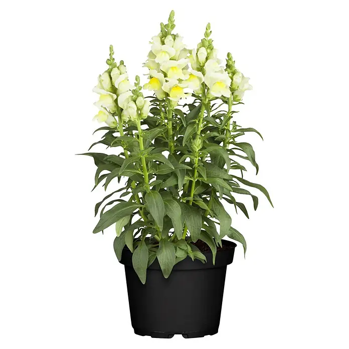 Piardino Stauden-Mix Sommerblütenzauber - Antirrhinum majus, Cosmea, Gypsophila muralis - Topfpflanze mit weißen und gelben Löwenmäulchenblüten in einem schwarzen Topf.