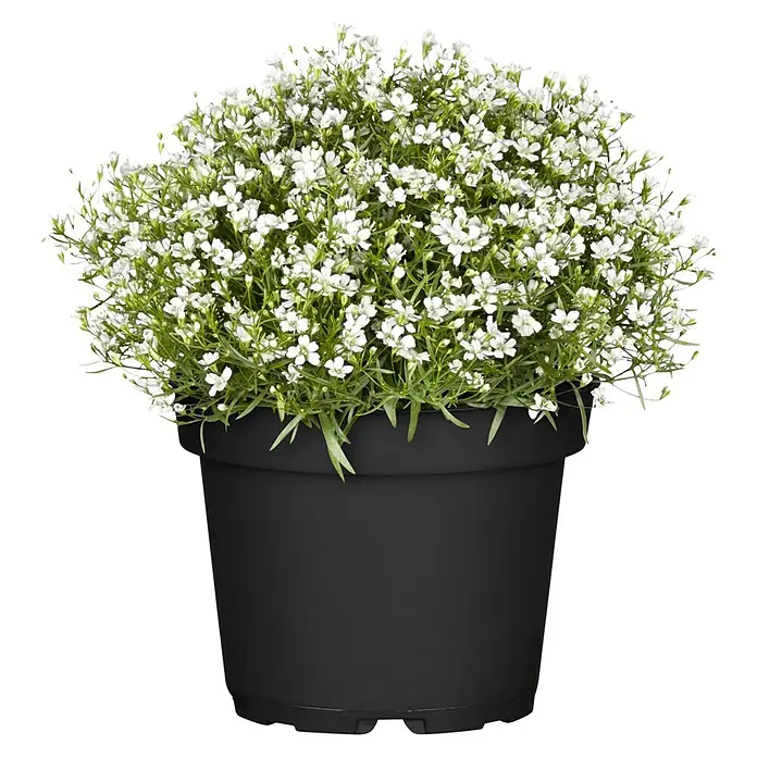 Piardino Stauden-Mix Sommerblütenzauber - Antirrhinum majus, Cosmea, Gypsophila muralis - Topfpflanze mit zahlreichen kleinen weißen Blüten und grünem Laub in einem schwarzen Topf.