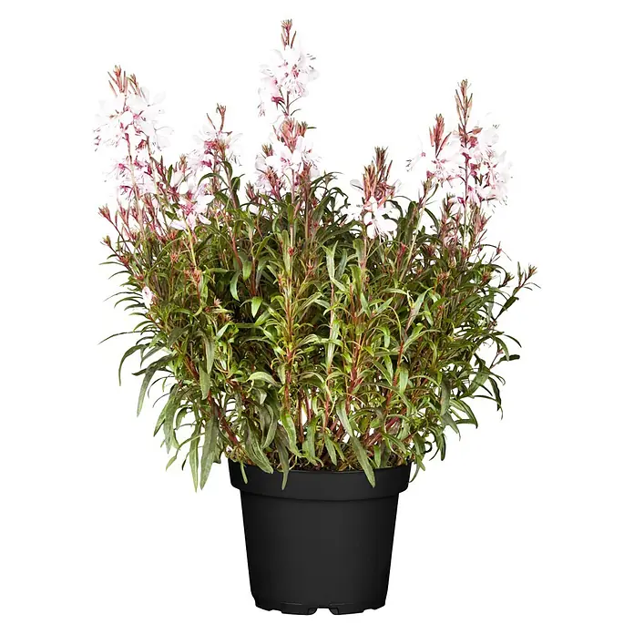 Piardino Stauden-Mix Sommerblütenzauber - Antirrhinum majus, Cosmea, Gypsophila muralis - Pflanze mit weißen Blüten und grünen Blättern in einem schwarzen Topf.