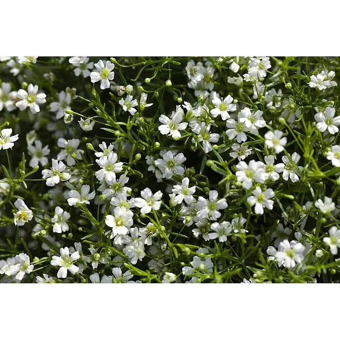 Piardino Stauden-Mix Sommerblütenzauber - Antirrhinum majus, Cosmea, Gypsophila muralis - Dichte Ansammlung kleiner weißer Blüten und grüner Blätter.