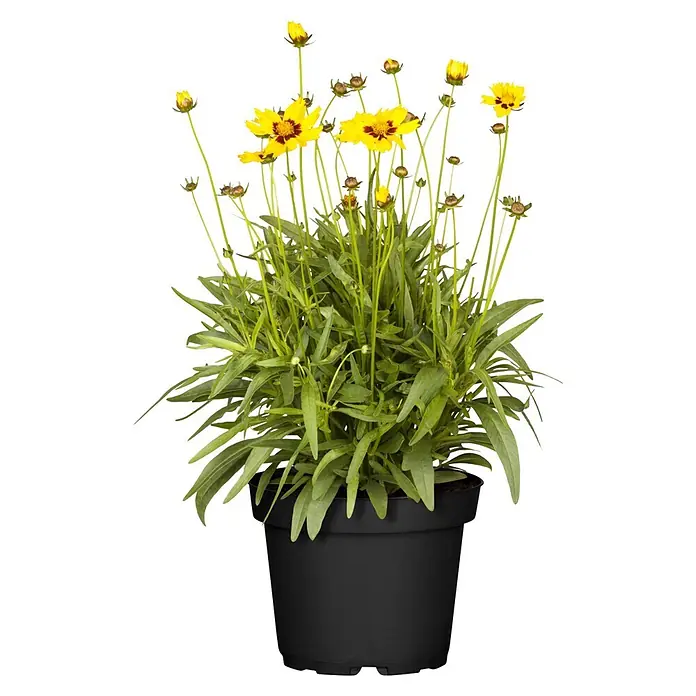 Piardino Stauden-Mix Sommerblütenzauber - Antirrhinum majus, Cosmea, Gypsophila muralis - Topfpflanze mit gelben und roten Blüten und grünen Blättern in einem schwarzen Topf.