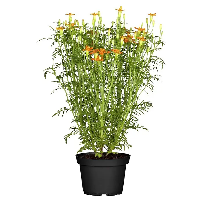 Piardino Stauden-Mix Sommerblütenzauber - Antirrhinum majus, Cosmea, Gypsophila muralis - Topfpflanze mit schlanken grünen Stängeln, zarten Blättern und kleinen orangen Blüten in einem schwarzen Topf.