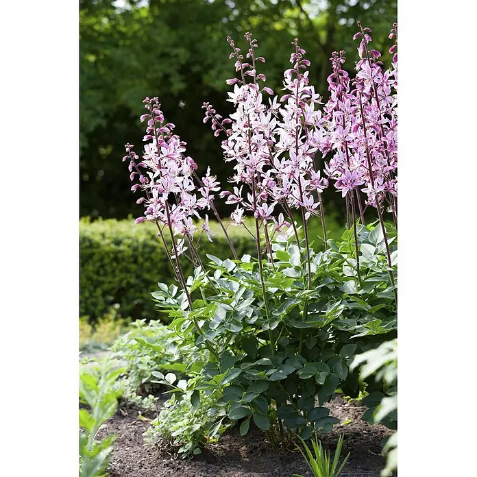 Piardino Stauden-Mix Sommerblütenzauber - Antirrhinum majus, Cosmea, Gypsophila muralis - Hohe Stiele mit rosa-violetten Blüten und grünem Laub, in einem Gartenbeet wachsend.