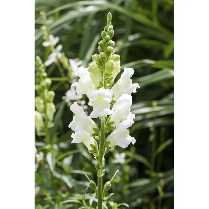 Piardino Stauden-Mix Sommerblütenzauber - Antirrhinum majus, Cosmea, Gypsophila muralis - Weiße Löwenmäulchen-Blütenkerze mit grünen Knospen.