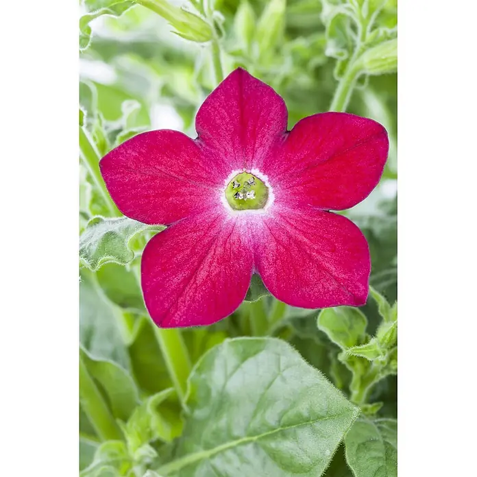 Piardino Stauden-Mix Sommerblütenzauber - Antirrhinum majus, Cosmea, Gypsophila muralis - Leuchtend rote fünfblättrige Blume mit grün-weißem Zentrum.