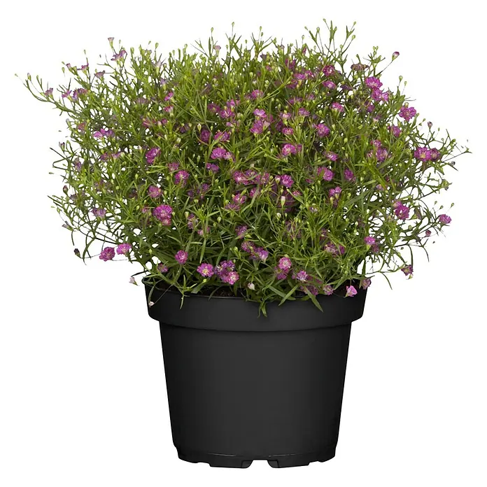 Piardino Stauden-Mix Sommerblütenzauber - Antirrhinum majus, Cosmea, Gypsophila muralis - Topfpflanze mit kleinen lila Blüten in einem schwarzen Topf.