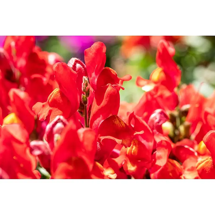 Piardino Stauden-Mix Sommerblütenzauber - Antirrhinum majus, Cosmea, Gypsophila muralis - Lebhaft rote Löwenmäulchen mit flauschigen grünen Zentren, die in einer natürlichen Umgebung blühen.