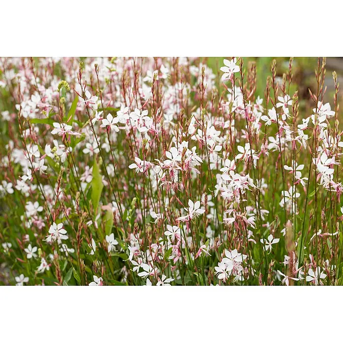 Piardino Stauden-Mix Sommerblütenzauber - Antirrhinum majus, Cosmea, Gypsophila muralis - Nahaufnahme zahlreicher zarter weiß-rosa Blüten mit schlanken Stielen, die einen üppigen Blumenhintergrund bilden.