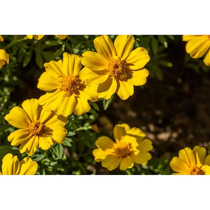 Piardino Stauden-Mix Sommerblütenzauber - Antirrhinum majus, Cosmea, Gypsophila muralis - Leuchtend gelbe Blumen mit orangen Zentren und grünen Blättern.