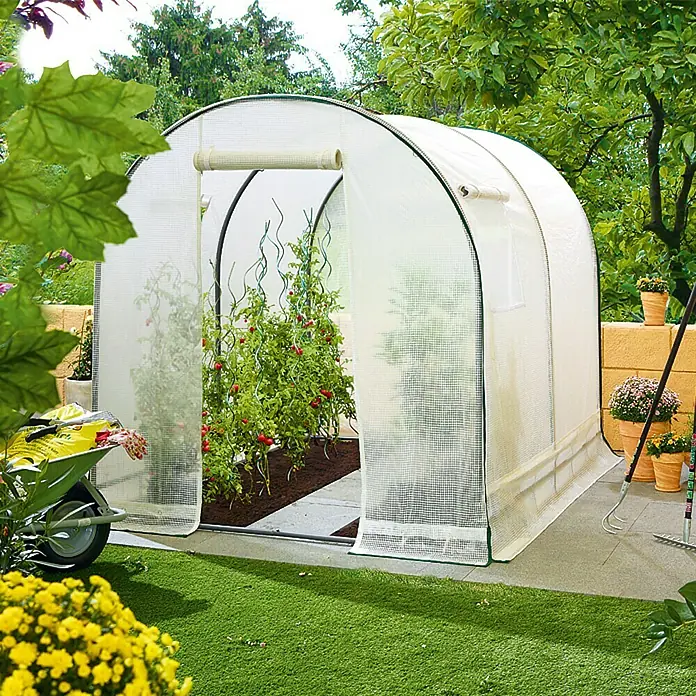 Gewächshaus - Außenmaß inkl. Dachüberstand (B x T): 180 x 180 cm, Grau - Gewächshaus mit geöffneter Tür, in dem Tomatenpflanzen wachsen. Auf der rechten Seite des Gewächshauses sind Pflanzen in Töpfen zu sehen.