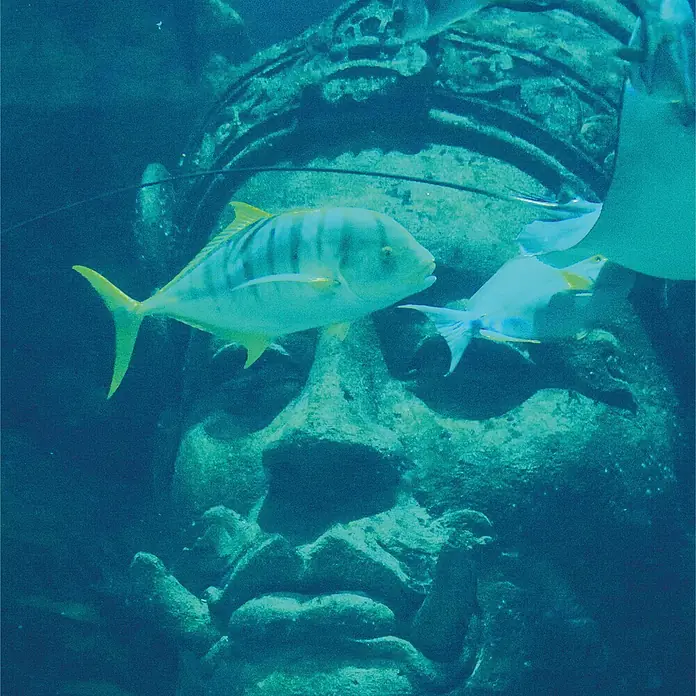 SanDesign Acryl-Verbundplatte - 100 x 250 cm, Underwater World - Fische schwimmen an einer großen, verwitterten Steinstatue vorbei, die einem antiken Kopf in einer blaugrünen Unterwasserwelt ähnelt.