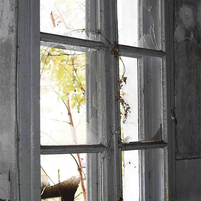 SanDesign Acryl-Verbundplatte - 100 x 250 cm, Lost Place Broken Window - Altes Holzfenster mit zerbrochenen Scheiben, überwuchert von trockenen Ranken, blickt auf verschwommenes Herbstlaub.