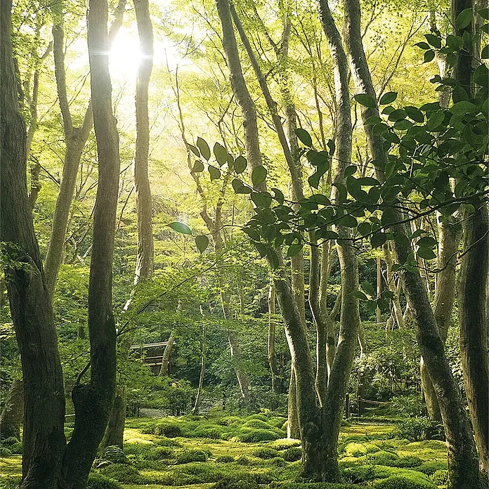 SanDesign Acryl-Verbundplatte - 100 x 250 cm, Sunny Forest - Sonnenlicht strömt durch hohe Bäume auf einen üppig grünen Moosgarten, der eine ruhige Waldatmosphäre schafft.