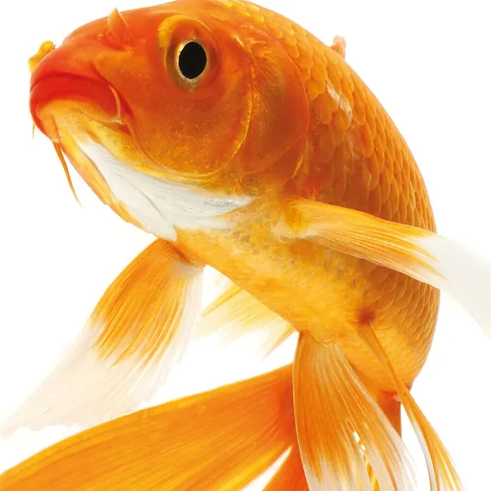 SanDesign Acryl-Verbundplatte - 100 x 250 cm, Goldfish - Nahaufnahme eines orangefarbenen Goldfisches mit weißen Flossen, schwimmend.