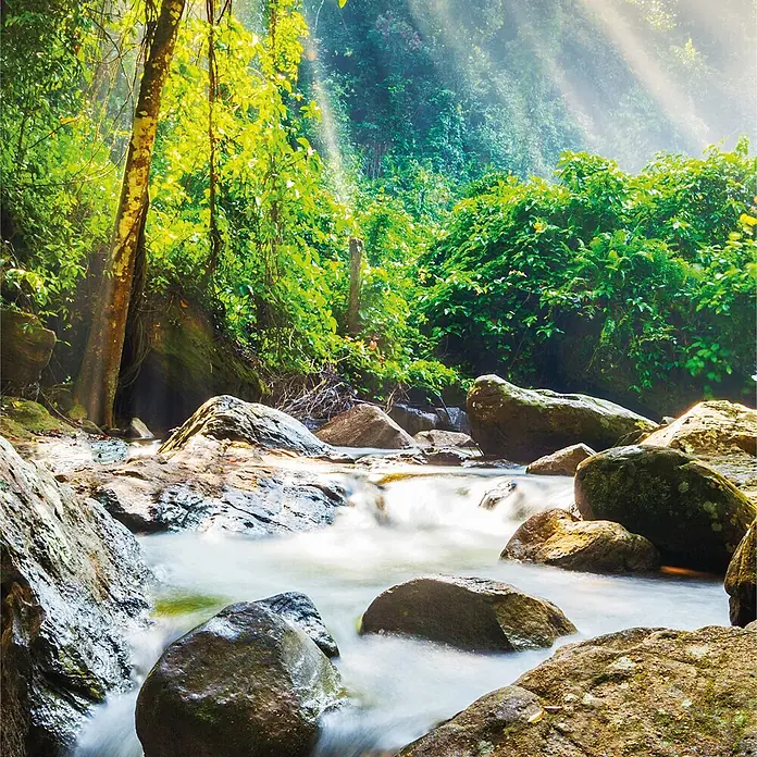 SanDesign Alu-Verbundplatte - 100 x 250 cm, Romantic Waterfall - Sonnenlicht fällt durch üppige grüne Bäume auf einen Waldstrom mit moosigen Felsen und fließendem Wasser.