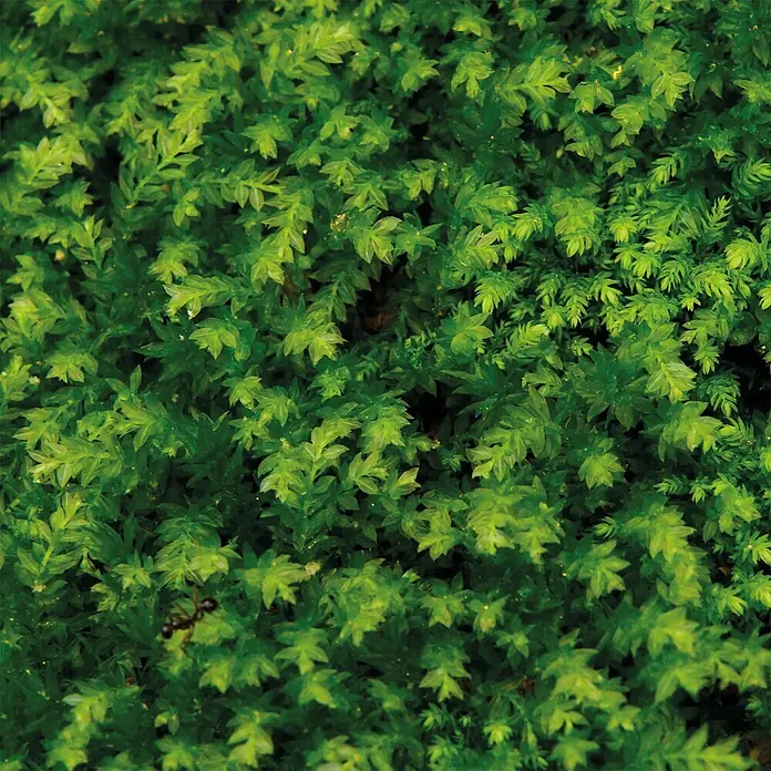 SanDesign Acryl-Verbundplatte - 100 x 250 cm, Fern - Dichte Textur aus leuchtend grünem Moos oder kleinen Blattpflanzen, mit einer kleinen Ameise sichtbar, die ein üppiges Naturambiente schaffen.